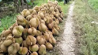 PERKEBUNAN DURIAN MONTONG PENDOLO SULAWESI TENGAH