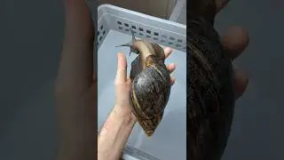 Invertebrates are amazing