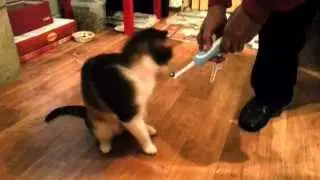 Cat versus Electric Toothbrush.