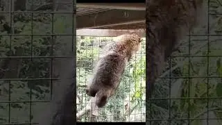 Tanuki: Fence Climbing Master