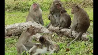 DAily Monkey Amber ,Queen Mama,Duchess ,Blacky Mama Monkey,Princess Mama Monkey