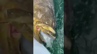 Big grouper