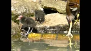 Moorhen feeding chicks