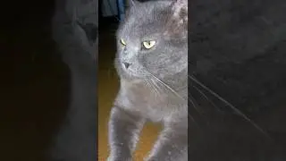 Swag king 👑 | Mr. Charlie | British Short hair Cat #catlover #youtubeshorts #britishshorthair #cat