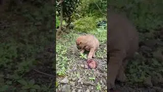 nguk-nguk lagi main di taman