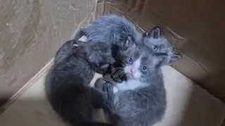 My Lovely Kittens Relaxing Sleeping