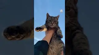 Do Cats Really Sweat? The Truth Might Surprise You! 🐾💧