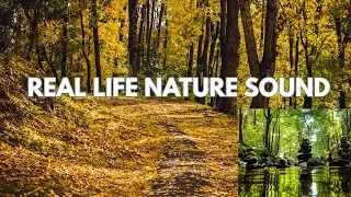 Relaxing Nordic Forest Ambience 24/7 🌲 | Live from Finland | Peaceful Sounds, Birds, and Wind