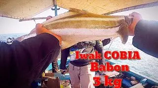 Mancing Bersama A Ryan Afandi , Strike COBIA  Babon  Cipiring Kendal