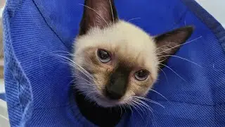 Kitten Gets The Cone Of Shame 😭