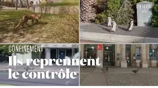Les animaux s'emparent des centres-villes d&eacute;sert&eacute;s par les humains confin&eacute;s