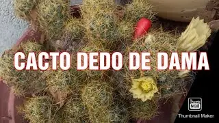 CACTO DEDO DE DAMA(Mammillaria Prolifera) | Dicas e cuidados