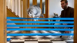 How High Can My Cat Jump? Pedigree V Non Pedigree Challenge!!