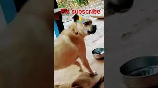😱😱#dog#shorts #viralshorts😱😳Intelligent Dog #facts #dogbreed#dogintelligence#highlights#smartdog#1m