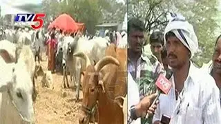 Palamuru Drought Hits Animals | Farmers Selling Cattle To Slaughter Houses | TV5 News
