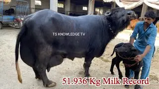 World Champion Great Lapri Buffalo 52 Kg Milk Record