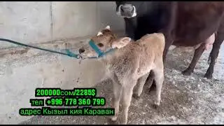 200000 сом эне бала адрес Кызыл кия Караван баардык маалымат телефондо +996 778 360 799