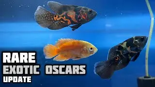 My Exotic Oscar Collection is Thriving - Imran's World