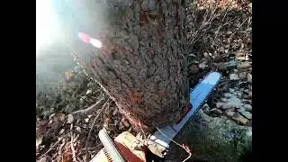 Quick drop on a dead spruce