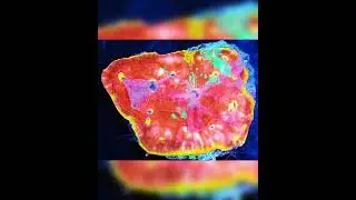 ASD Rainbow Chalice Feeding Timelapse @polyplab #reefroids