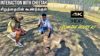 சிறுத்தையின் கூண்டுக்குள் | ஒரு புதிய உணர்வு | Casela Nature Nature Park | Mauritius | தமிழ்