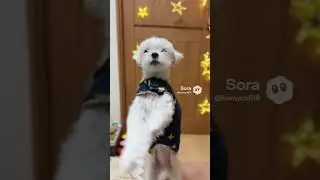 今はやりのダンス動画にレオも挑戦♪【マルチーズ】