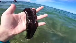 Maui beach session turtles & a sea cucumber 