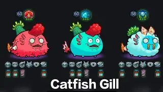 AXIE ORIGIN TOP RANK RARE ERA CATFISH GILL SEASON 15 #axieoriginmetateam #axieorigin 