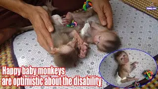 Happy baby monkeys are optimistic about the disability • Monkey KiKi