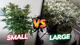 Growing Cannabis in Small Containers vs Large Containers!