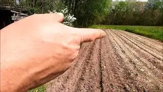 PLANTING SILVER QUEEN CORN, CHANGE OF PLANS