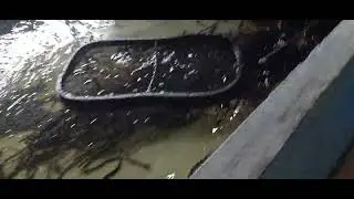 PHILIPPINE EEL IGAT BICOLOR KUROKU PREPARATION FOR HARVEST EEL FARMING(4)