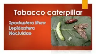Tobacco caterpillar Identification and management By Rajesh (Spodoptera litura )