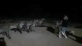 Harar #hyena feeling by Solomon Ethiopia tours&travel