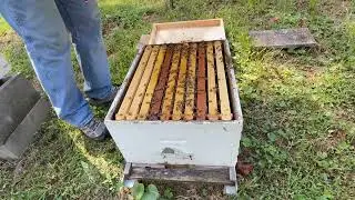 Deciding whether or not to add another brood box