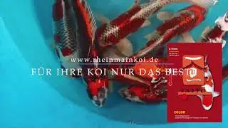 Koi Blog HB 