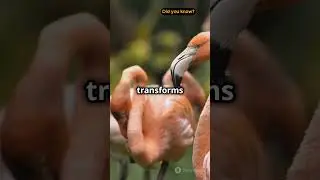 Did You Know Flamingos Aren't Born Pink?