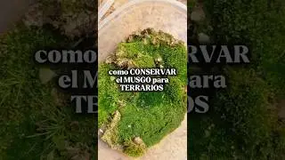 como conservar el musgo para terrarios #terrarios#musgovivo#diyplantas