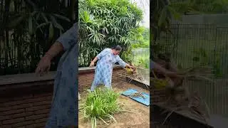 Farmhouse Cleaning Day 🌿 | Removing Dry Leaves & Weed Grass | Khatti Meethi Rasoi