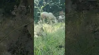 sheeps are eating grass #like  #share  #subscribe   #shorts #beautiful