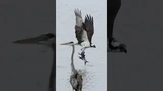 Osprey catches huge fish passes by heron !! Copyrighted Canon R1+Rf 100-500 #wildlife #birds