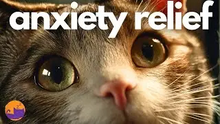 Anxiety Relief Music for Cats - Soothing Melodies for Lonely Cats 🐱❤️&zwj;🩹