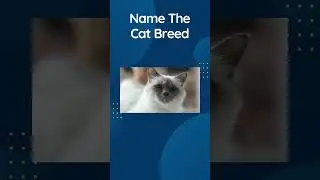 Cat Quiz Shorts 5 - Guess The Cat Breed Trivia #shorts  #catquiz  #cattrivia  #catlovers #funquizzes