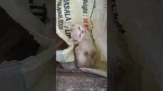 watch end 😂வந்துட்டான் கேமராவை 😂தூக்கிக்கிட்டு #funnyvideo #catfunny #funnycats #cat #salemarea
