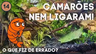 Folhas de amora para camarões neocaridina? Vlog extra | Vlog 14