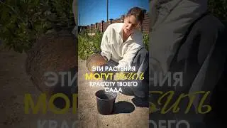 НИКОГДА НЕ САЖАЙ ЭТИ РАСТЕНИЯ, пока не посмотришь это видео!!!