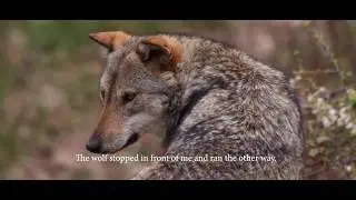 University of Cumbria - BA(Hons) Wildlife Media Showreel
