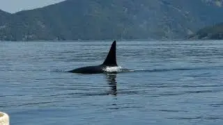 Transient Orca off Crofton May 25:23