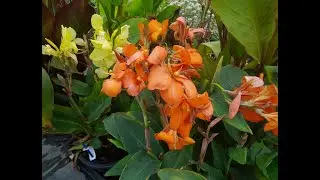Lily Collection S02E35 - Lily seedpods and flowering perennials in the garden