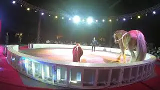 #Circus | Little Pony 🐴 Horse 🏇 and Camel 🐫 show